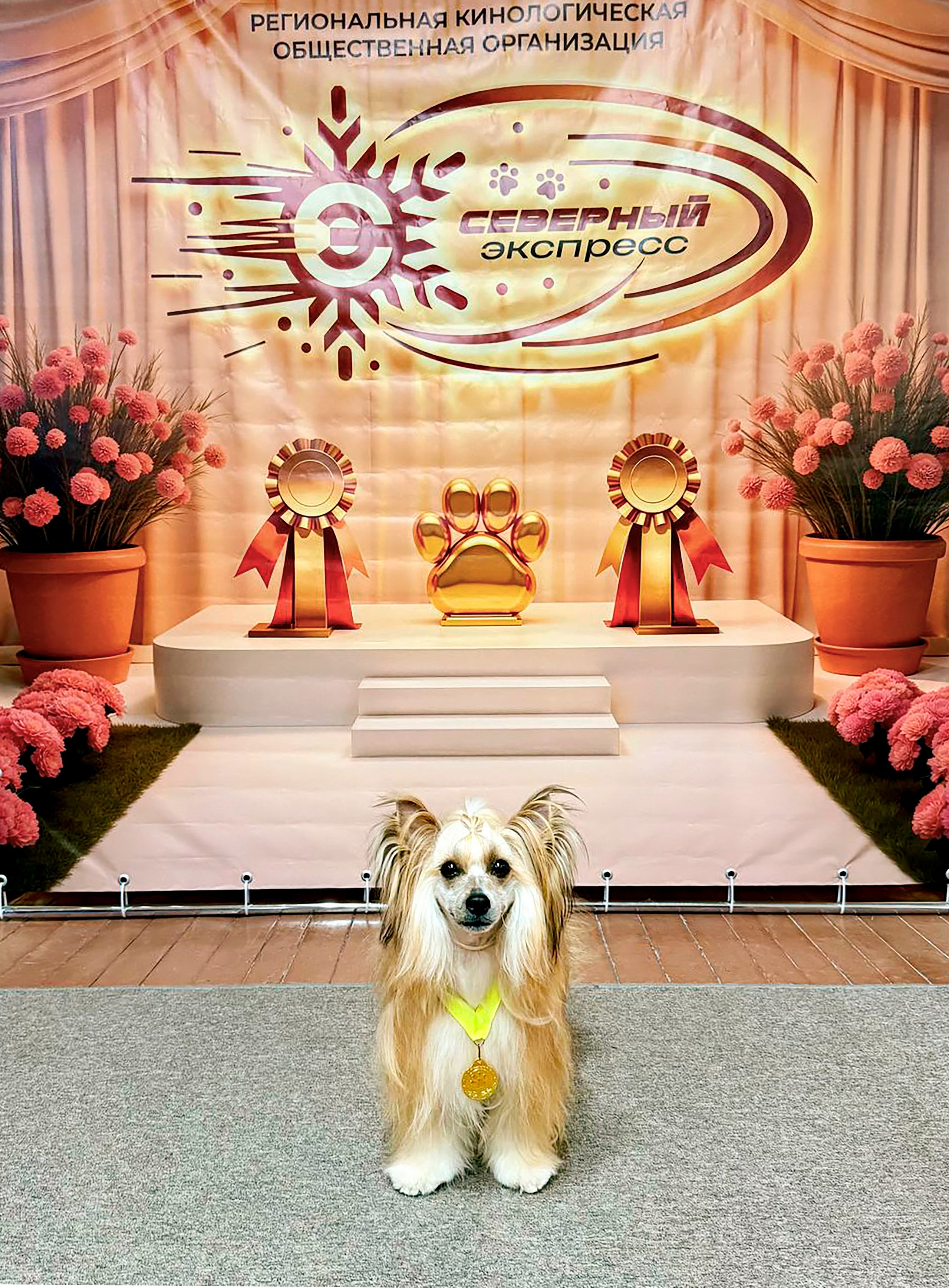 Veles opened his eyes to the title of Champion of Russia. Chinese Crested Dog Kennel Poale Ell