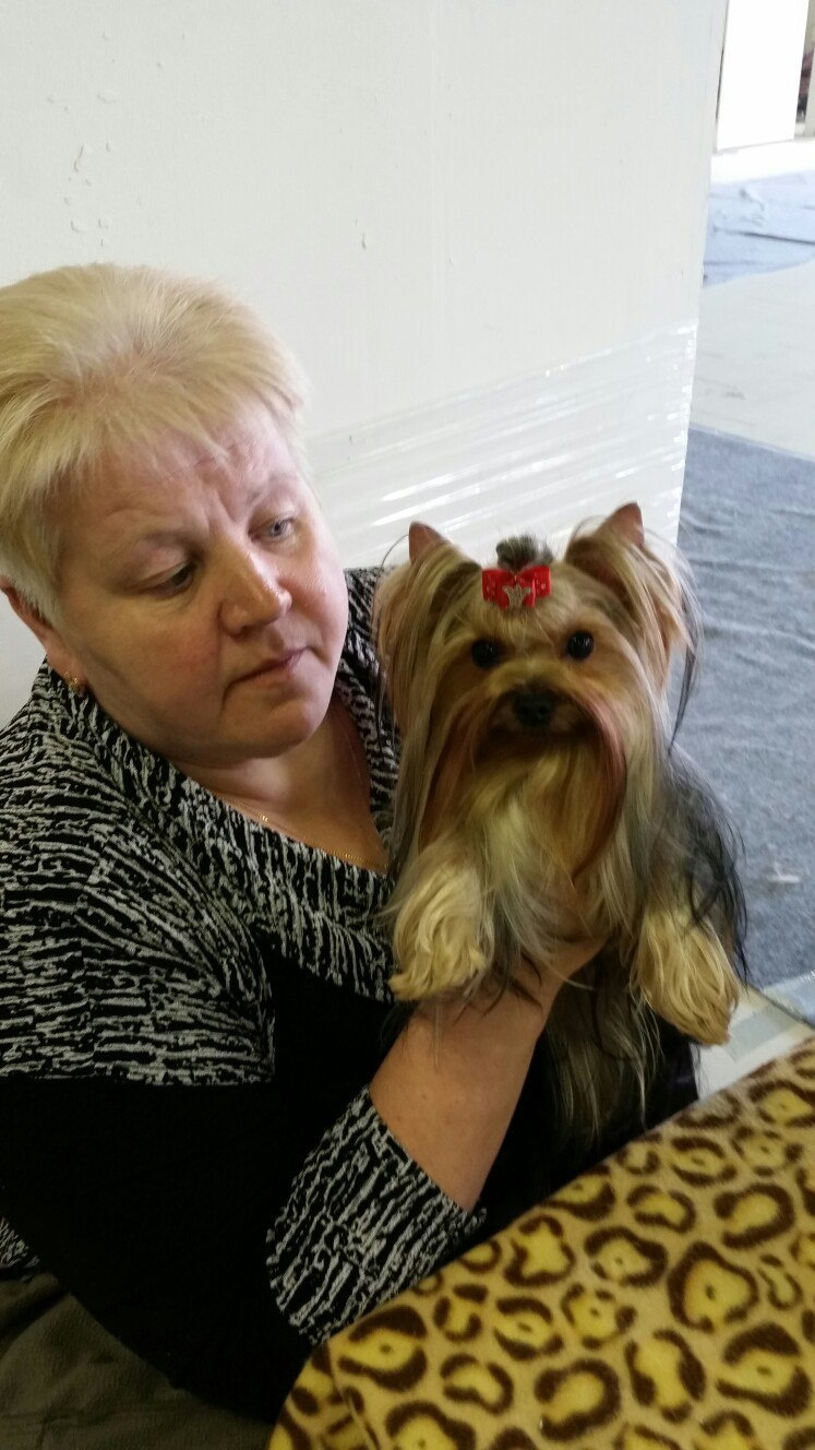 2016 г Результаты выставок. Питомник Йоркширских терьеров Дэнстайл в Санкт-Петербурге заводчик Тих