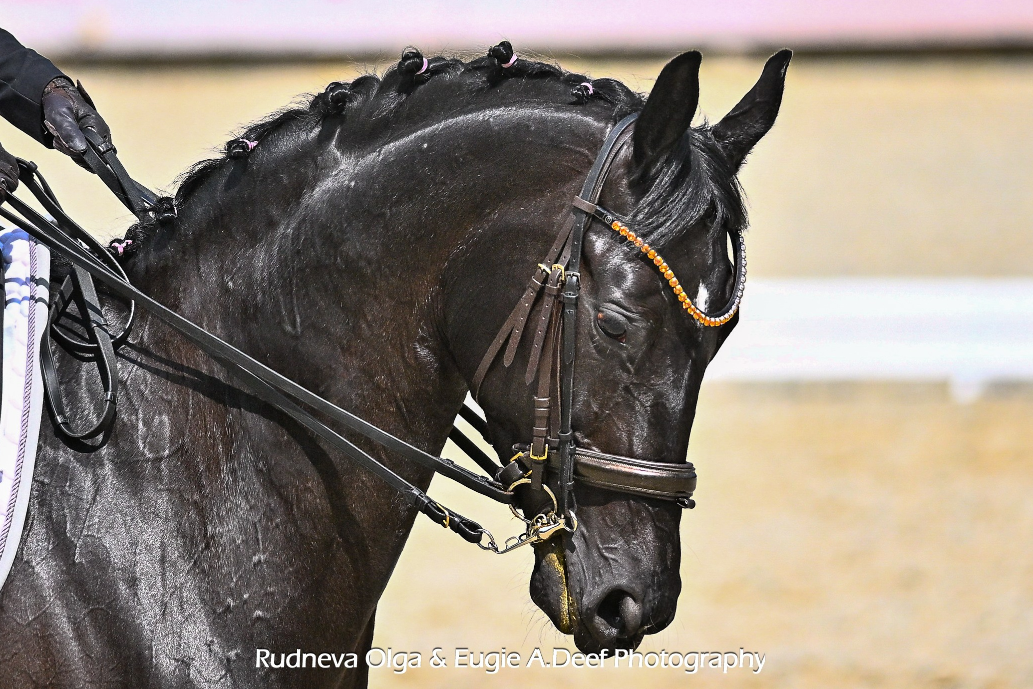 2025.05.15_КСК «ВИВАТ РОССИЯ», ПЕРВЕНСТВО МОСКОВСКОЙ ОБЛАСТИ ПО ВЫЕЗДКЕ. ТУРНИРНАЯ КОННАЯ ФОТОГРАФИЯ, Руднева Ольга и Евгений Адеев