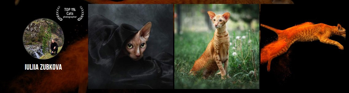 Мои достижения. Фотограф-анималист Юлия Зубкова