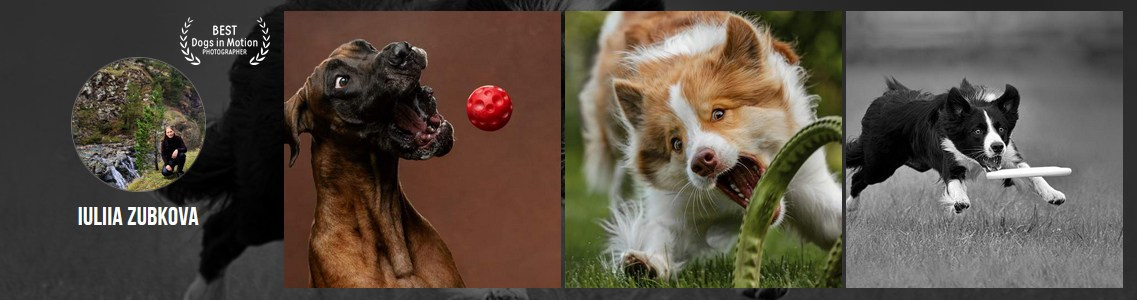 Мои достижения. Фотограф-анималист Юлия Зубкова