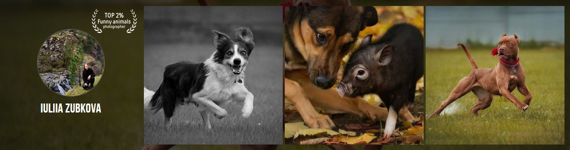 Мои достижения. Фотограф-анималист Юлия Зубкова