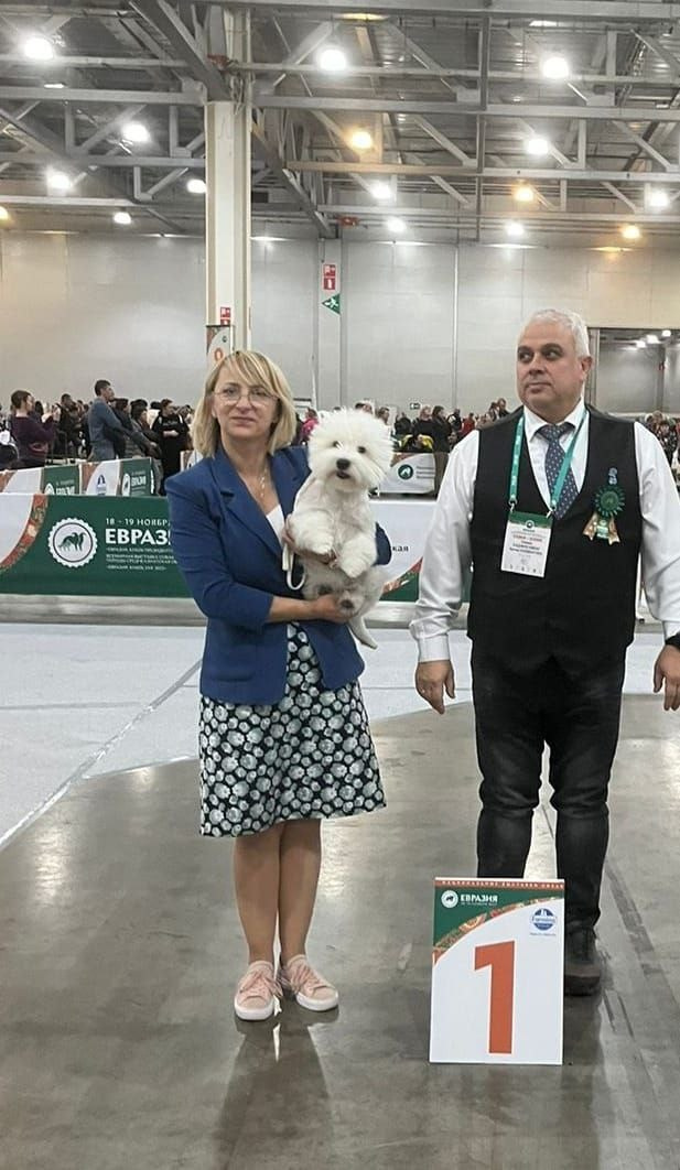 Самая престижная и крупная выставка «ЕВРАЗИЯ'23 в Крокус Экспо. Питомник собак породы вест хайленд вайт терьер в Москве