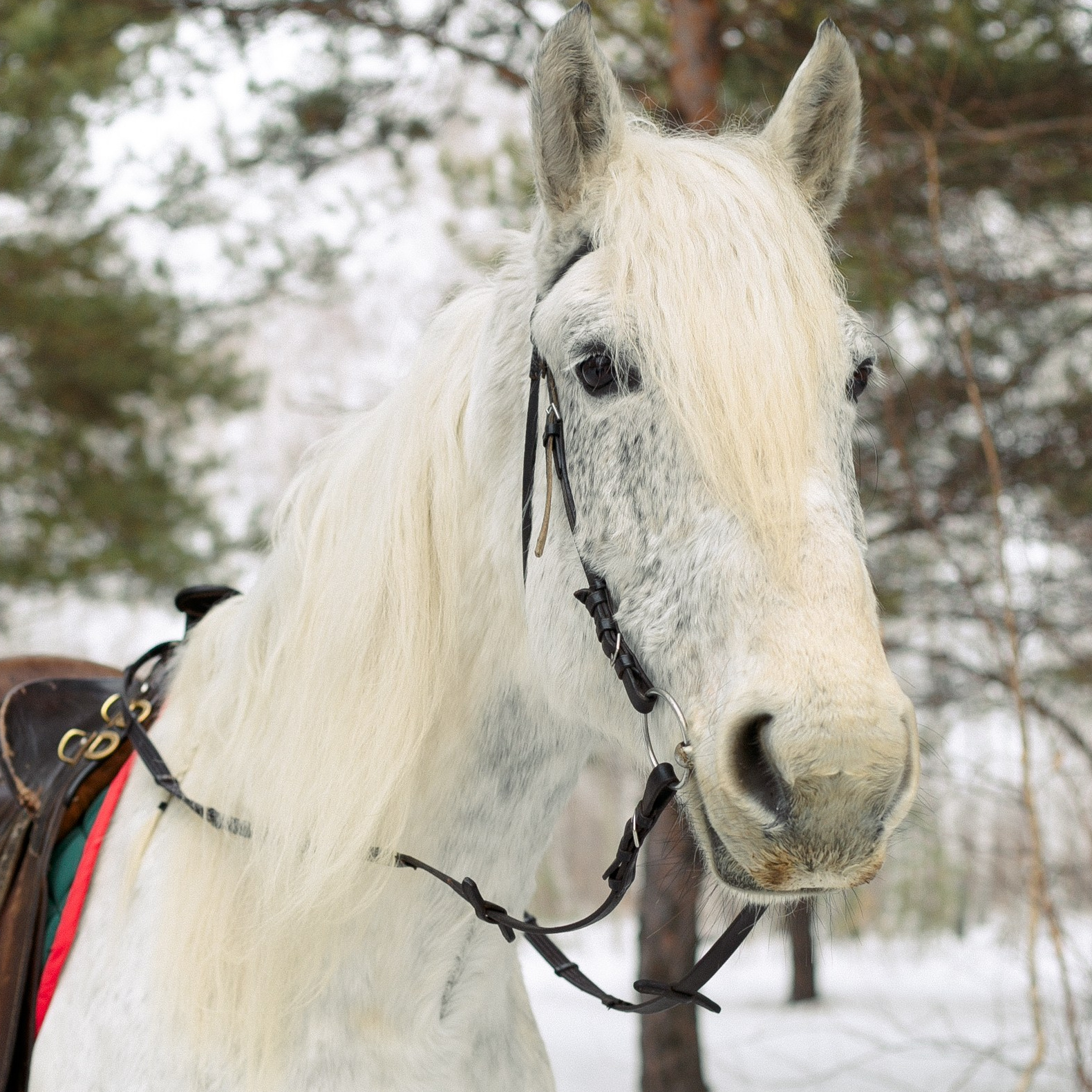 Жители «Анкор». Конные прогулки в клубе «Анкор» — Омск