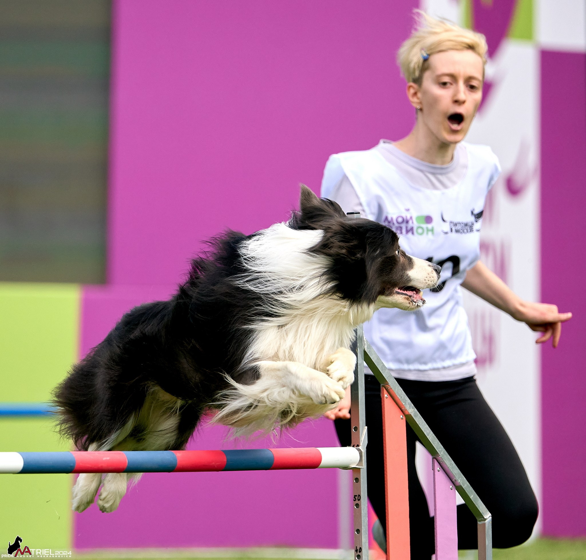 аджилити прыжок, собаки, кинология, спорт