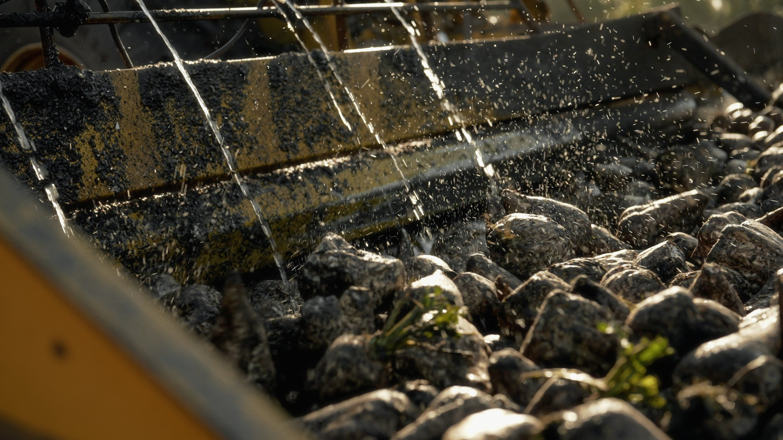 Помывка свеклы после копки видеосъемка в области