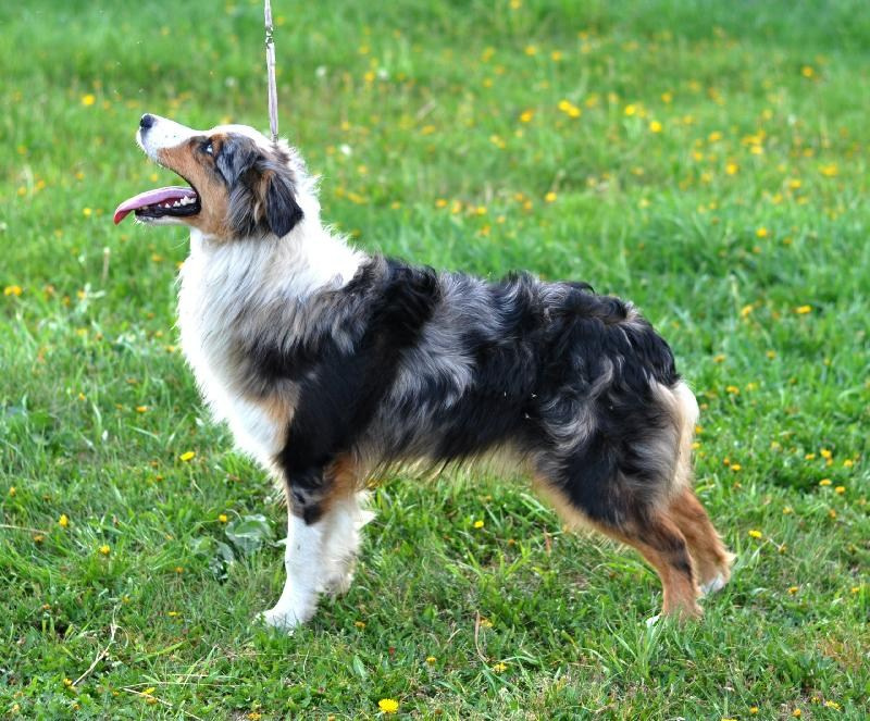 Хава. BLGKV питомник собак