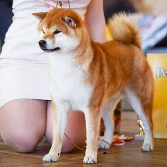 2016. SHIOMARU Shiba and Akita Inu Kennel