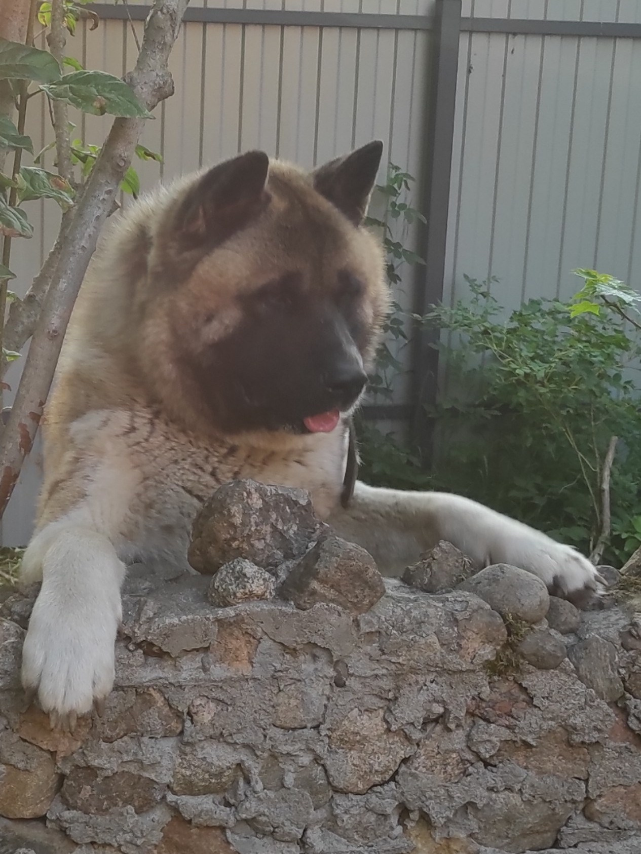 КОБЕЛИ для вязок американская акита. AMERICAN AKITA RUBYLIGHT KENNEL I SHIBA-INU