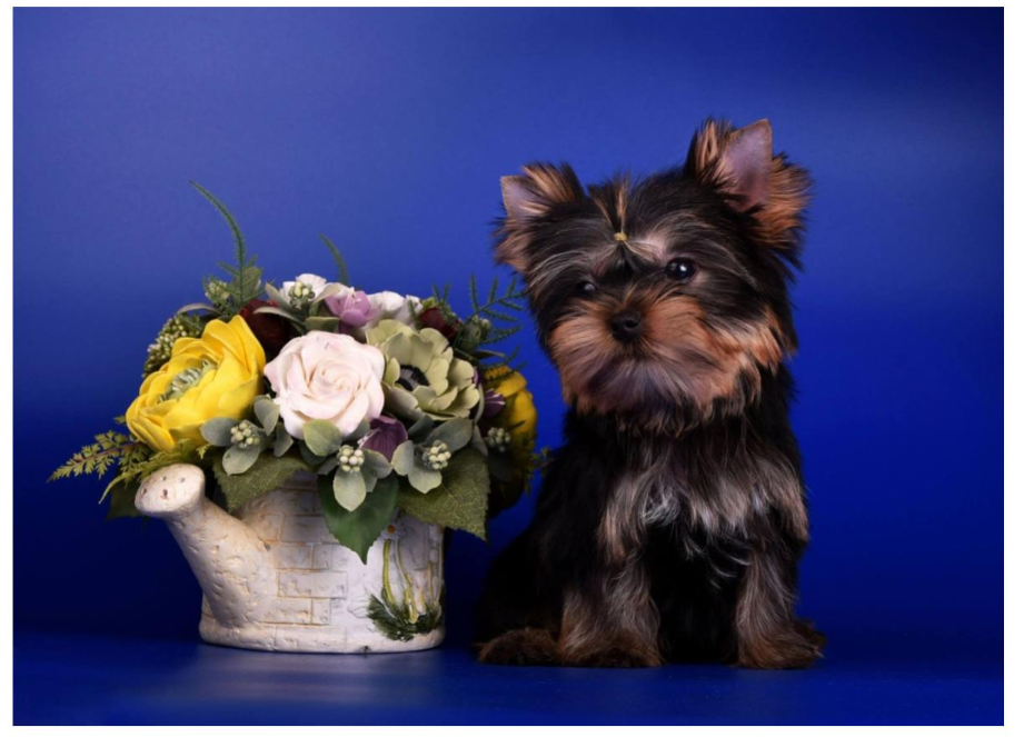 Рекомендации в ухаживании за щенком!. Питомник Йоркширских терьеров Дэнстайл в Санкт-Петербурге заводчик Тих