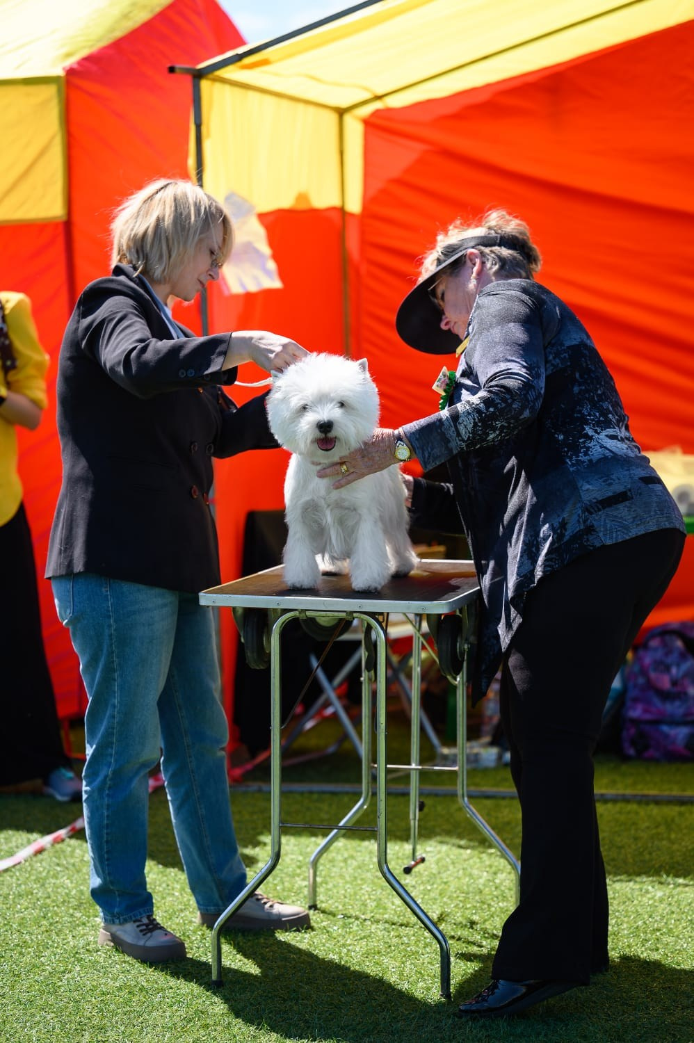 Две рейтинговые выставки в Суздале " Гран-При Золотого кольца», проводимые РФОС. Питомник собак породы вест хайленд вайт терьер в Москве