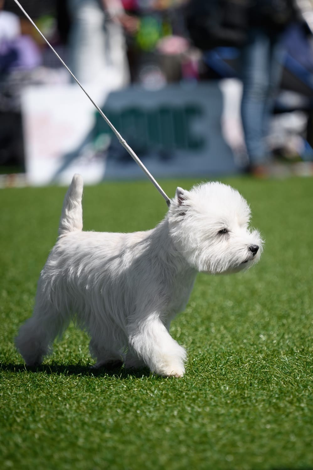 Две рейтинговые выставки в Суздале " Гран-При Золотого кольца», проводимые РФОС. Питомник собак породы вест хайленд вайт терьер в Москве