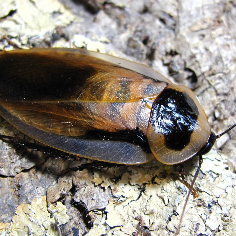 Террариум — рептилии и амфибии в зоопарке «Лесная Братва» Екатеринбург. Зоопарк уникальных животных Лесная братва