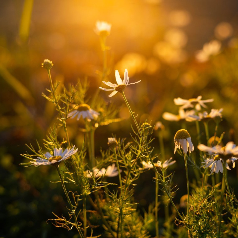 Фотография. Художник, фотограф с Сахалина Ирина Тен