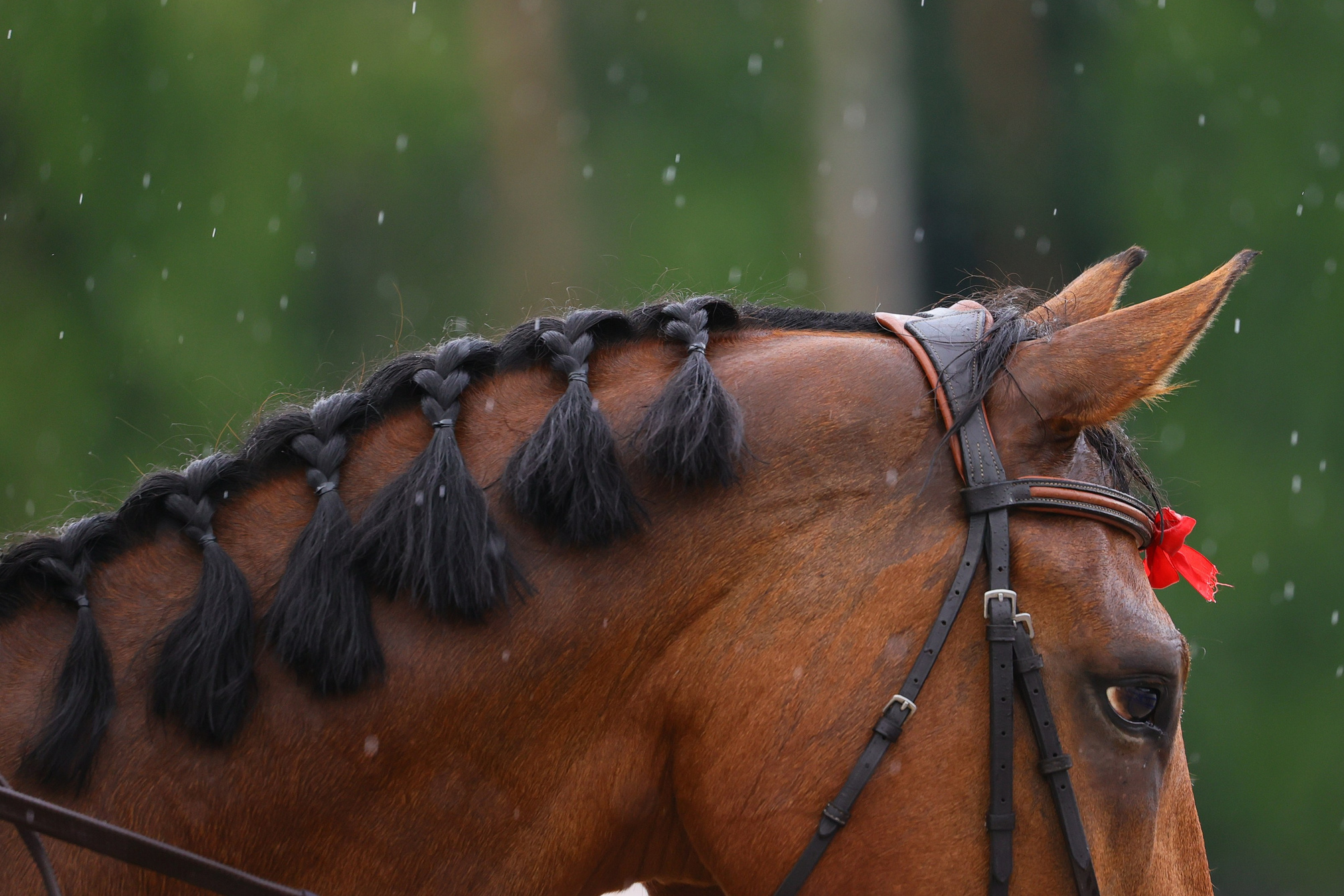 Купить фотографии с турниров. KatymartArt — Equine photography