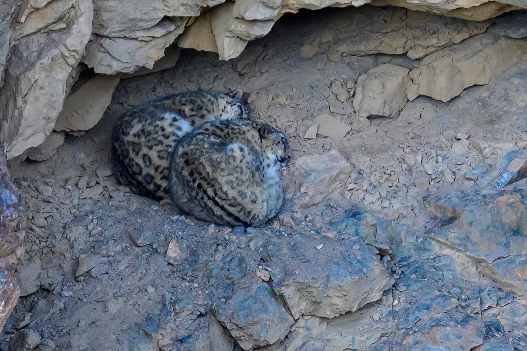 Путешествие в долину Спити: снежные барсы и духовное наследие Гималаев. Wildlife photography by Sergey Puponin