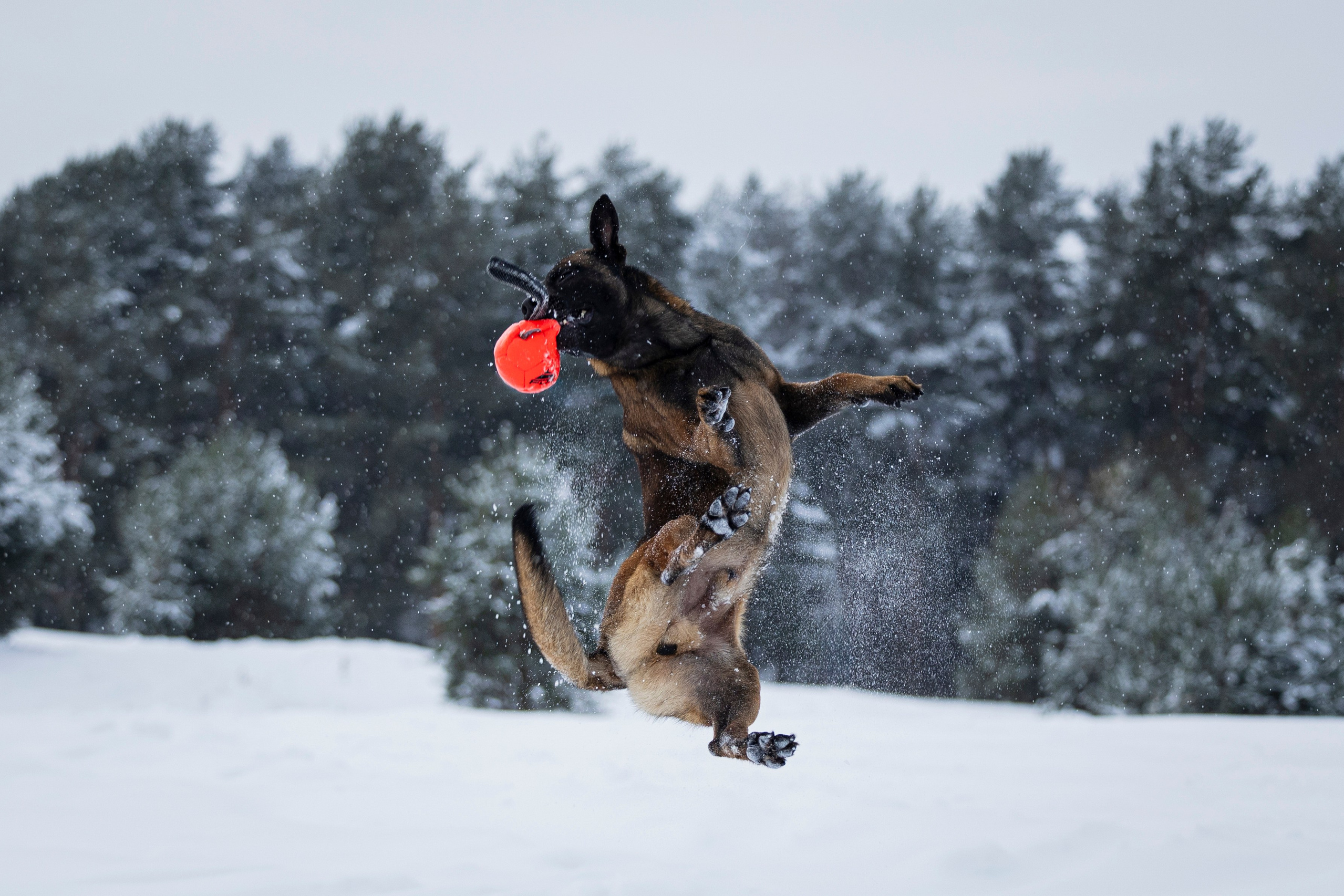 Фотограф-анималист Анна Маринич