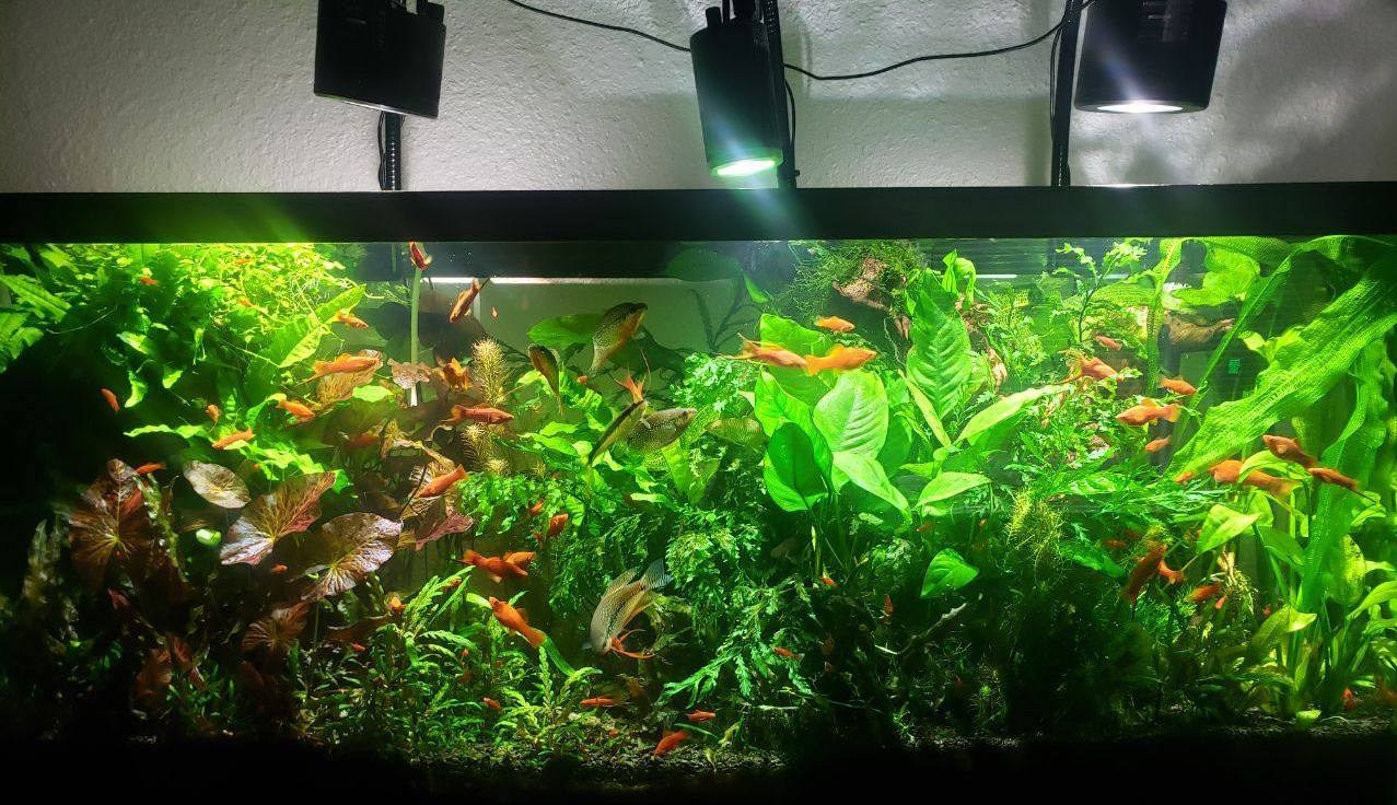 Аквариумы Дмитрия Бондаренко. Аквариумист Максим Ерёмин. Aqua Maxim