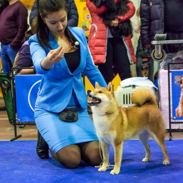 GRADUATES OF THE KENNEL. SHIOMARU Shiba and Akita Inu Kennel