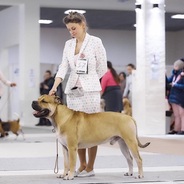 Хендлер кадебо