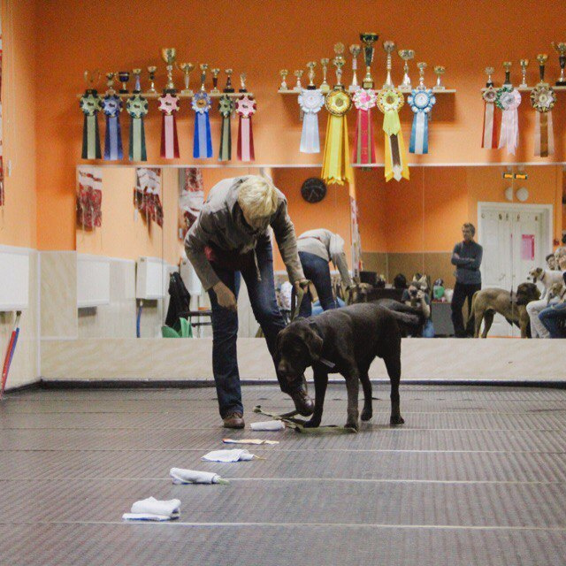 Дрессировка собак, аджилити