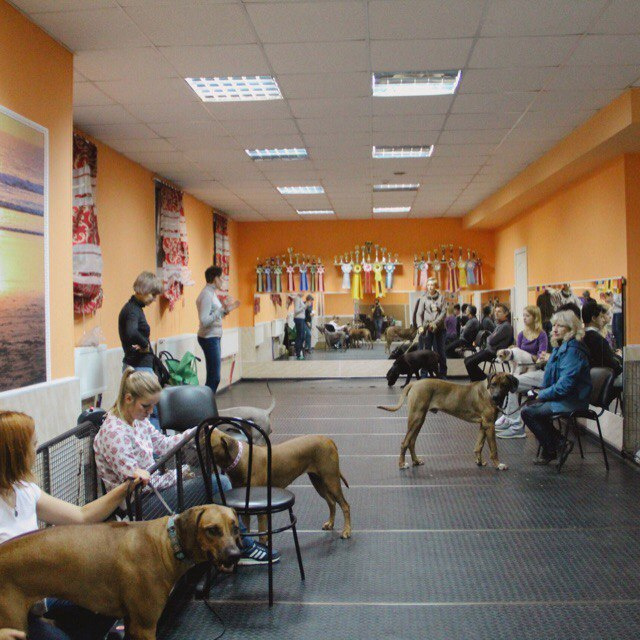 Хендлинг Зал. Центр развития кинологии Звезда Невы