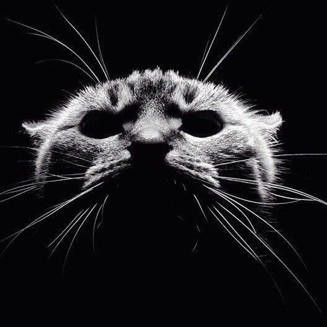 SMM. O Vorobey — «Сфоткай»