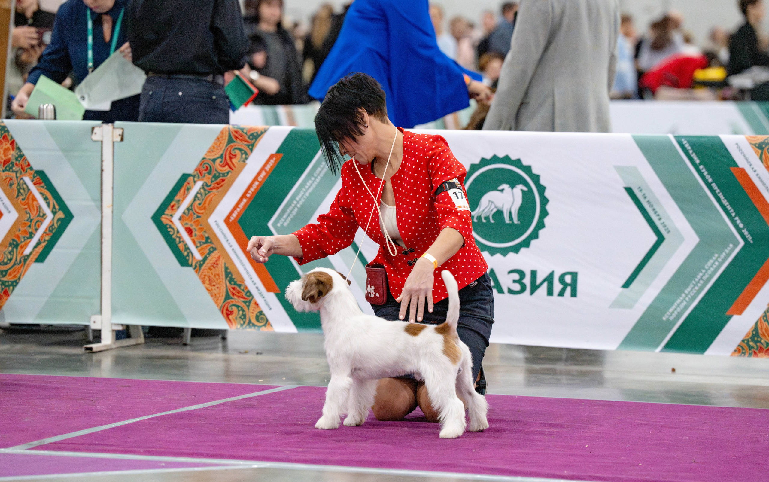 Еаразия-2025. «Кубок Президента РКФ 2025» и «Евразия. Кубок СНГ 2025». CANE MAESTRO — kennel Jack Russell Terrier