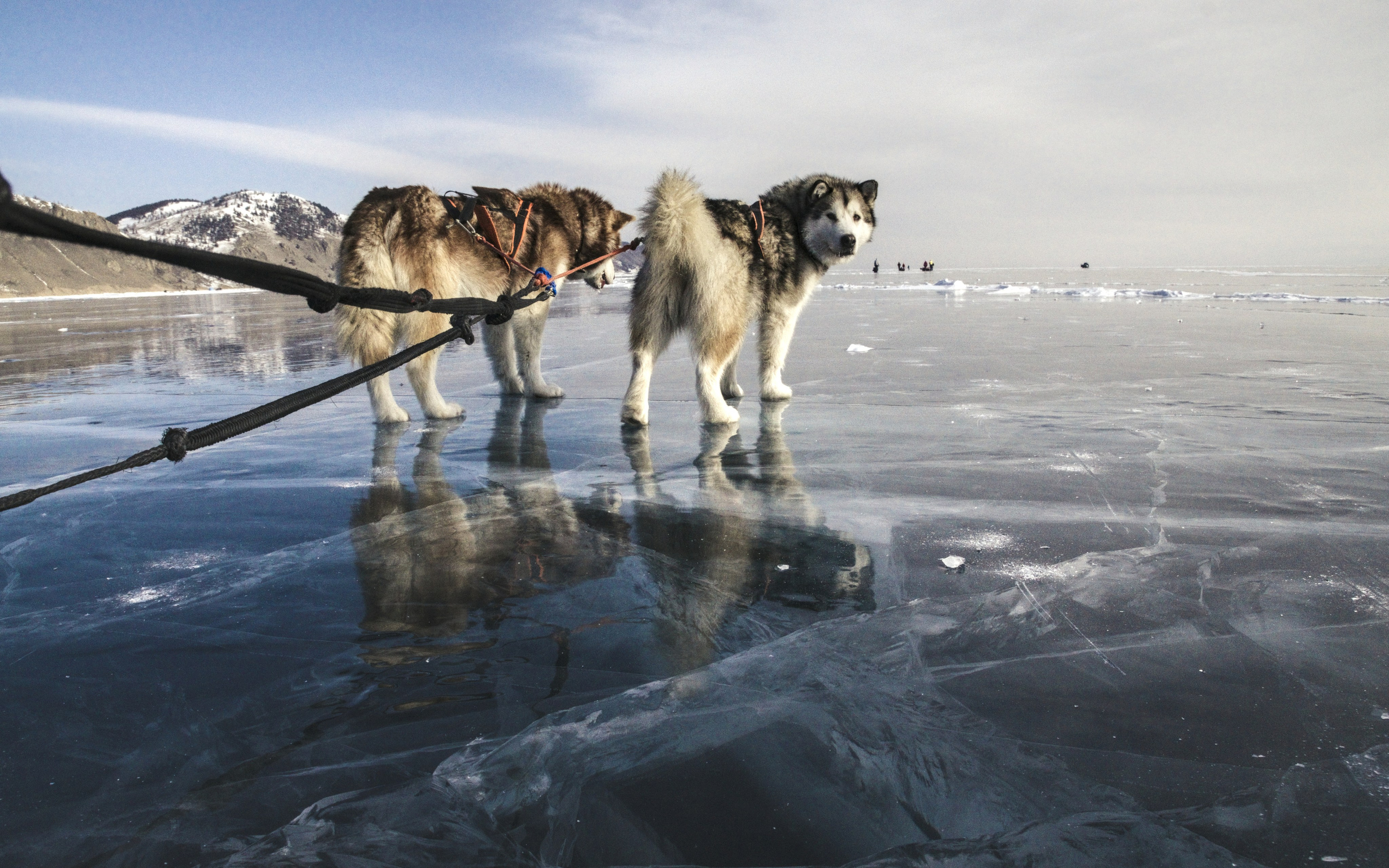 Байкал поход по льду с собаками