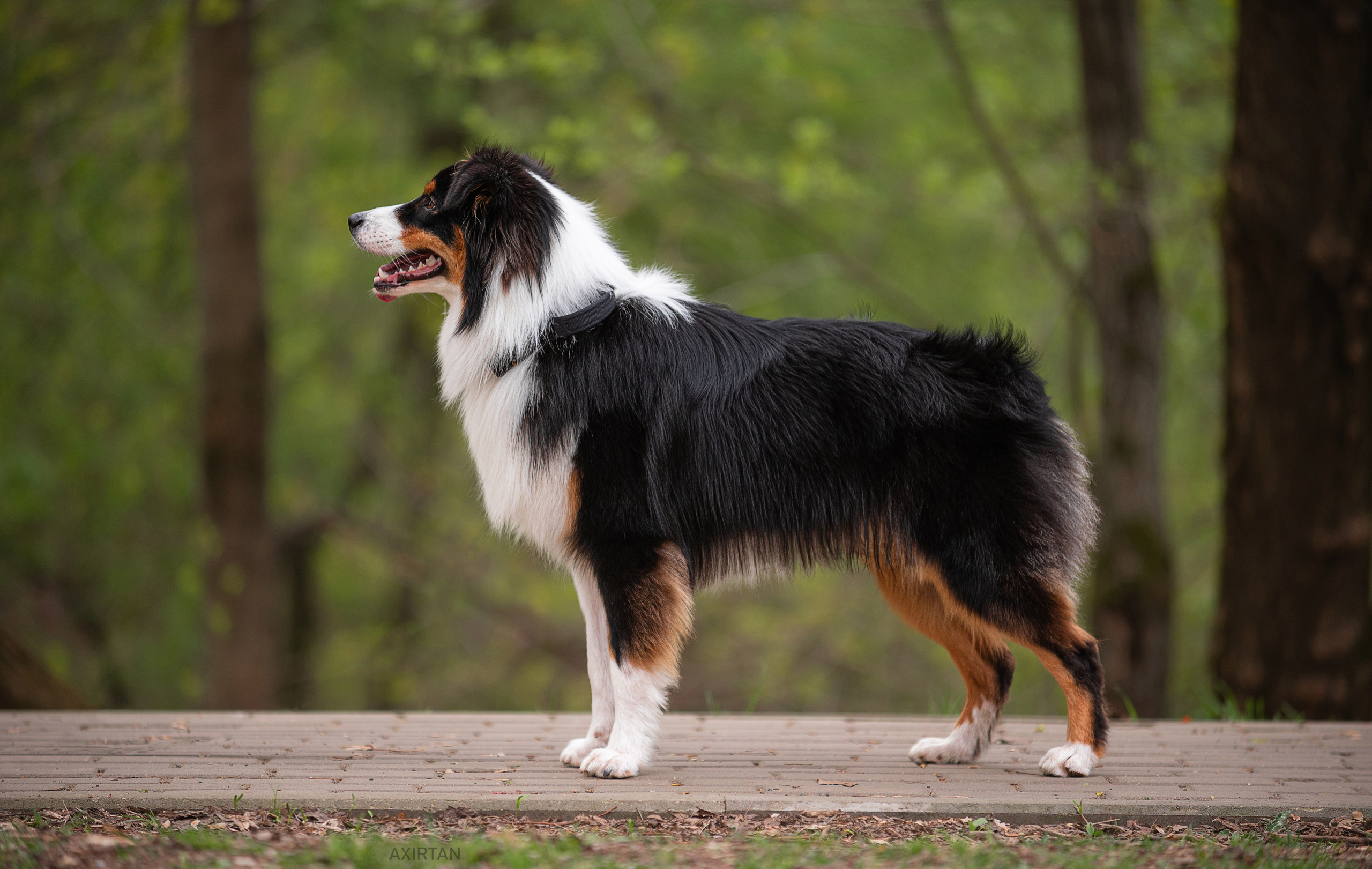 Р-помёт. BLGKV питомник собак