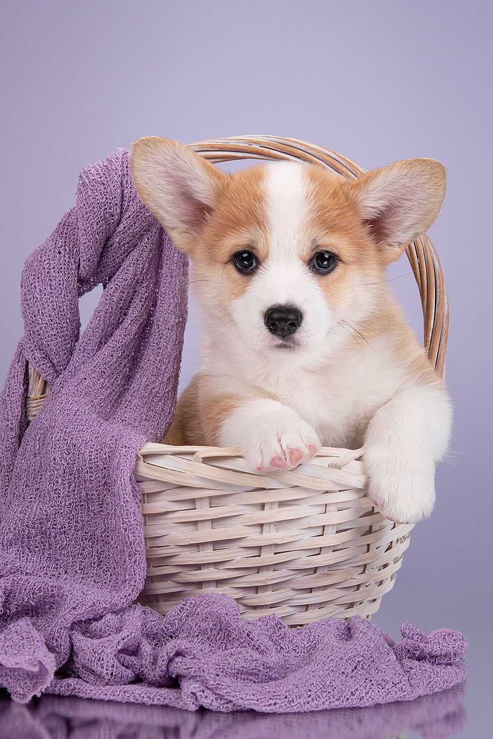 Фотосессия щенков на улице. Фотограф собак в Москве и Московской области Иванушкина Мария