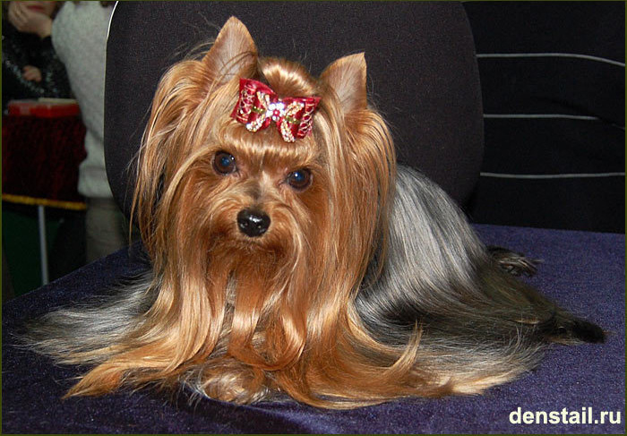 2009-2010 г Результаты выставок. Питомник Йоркширских терьеров Дэнстайл в Санкт-Петербурге заводчик Тих