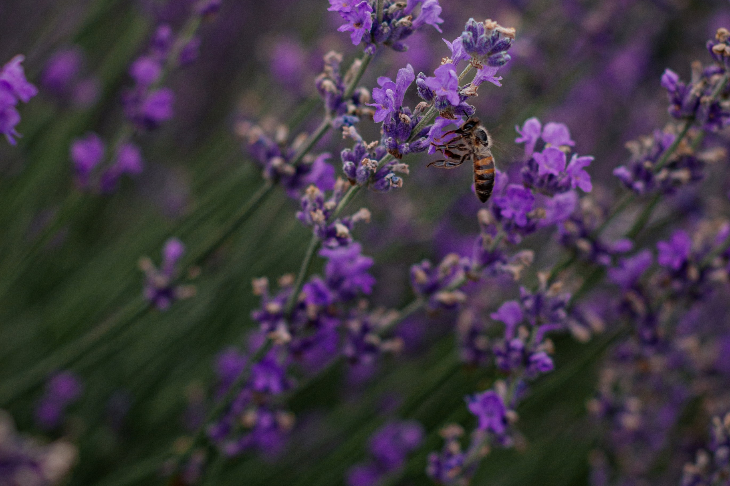 Анна Беликова — Семейный и портретный фотограф Ростов-на-Дону