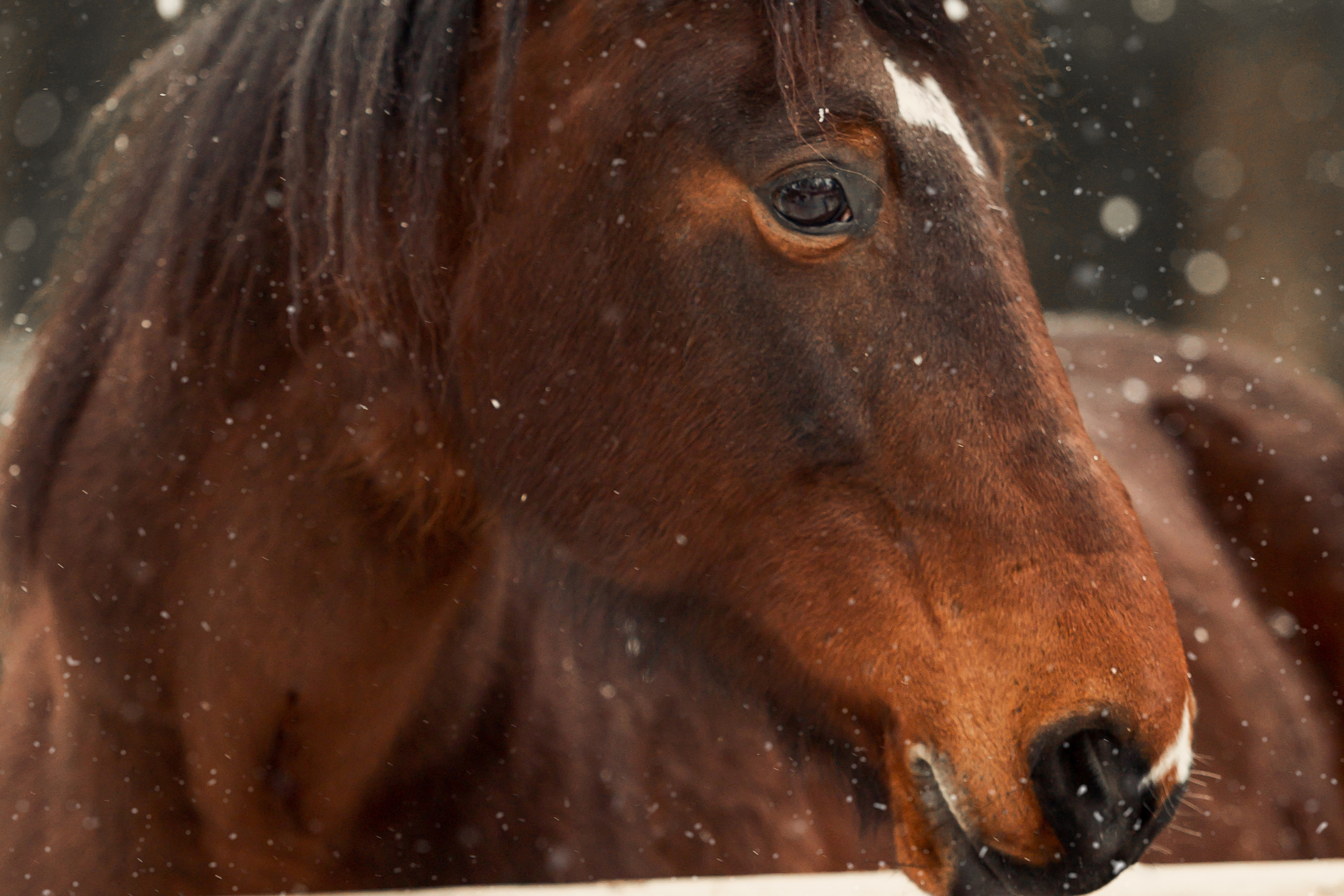 Конный и фотограф с животными в Твери Топталова Люся