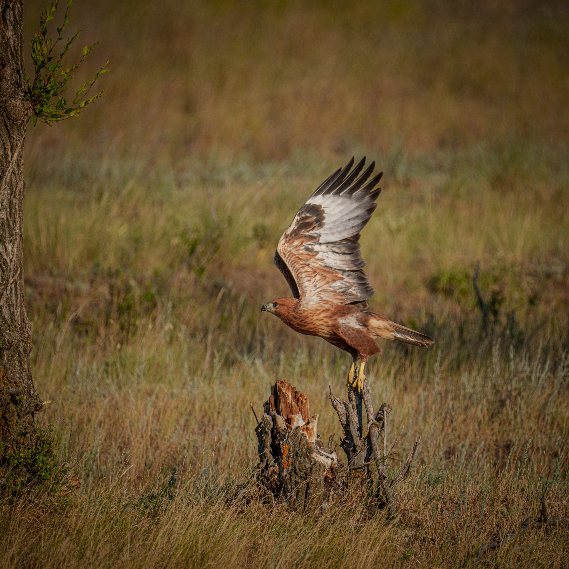 Эльтон: весенний пролет птиц