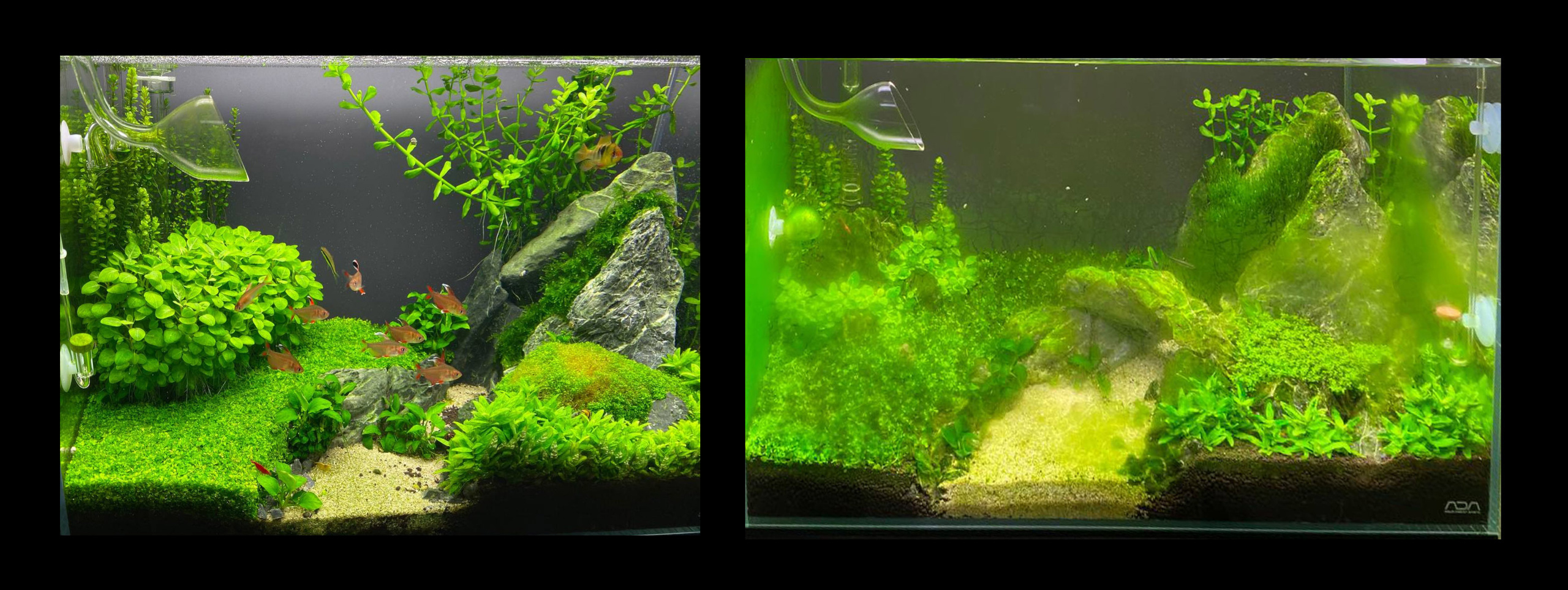 Зеленеет аквариум. Аквариумист Максим Ерёмин. Aqua Maxim