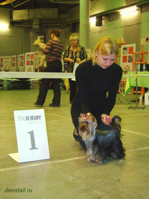 2011-2012 г Результаты выставок. Питомник Йоркширских терьеров Дэнстайл в Санкт-Петербурге заводчик Тих