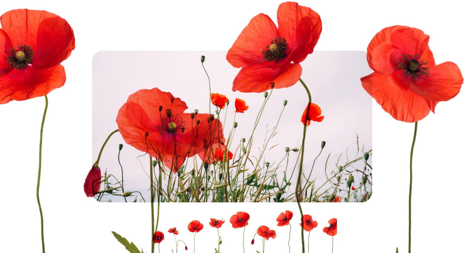 Калининград 2. Фотограф из Москвы — DASHA NOVA | Авторская фотография в разных жанрах