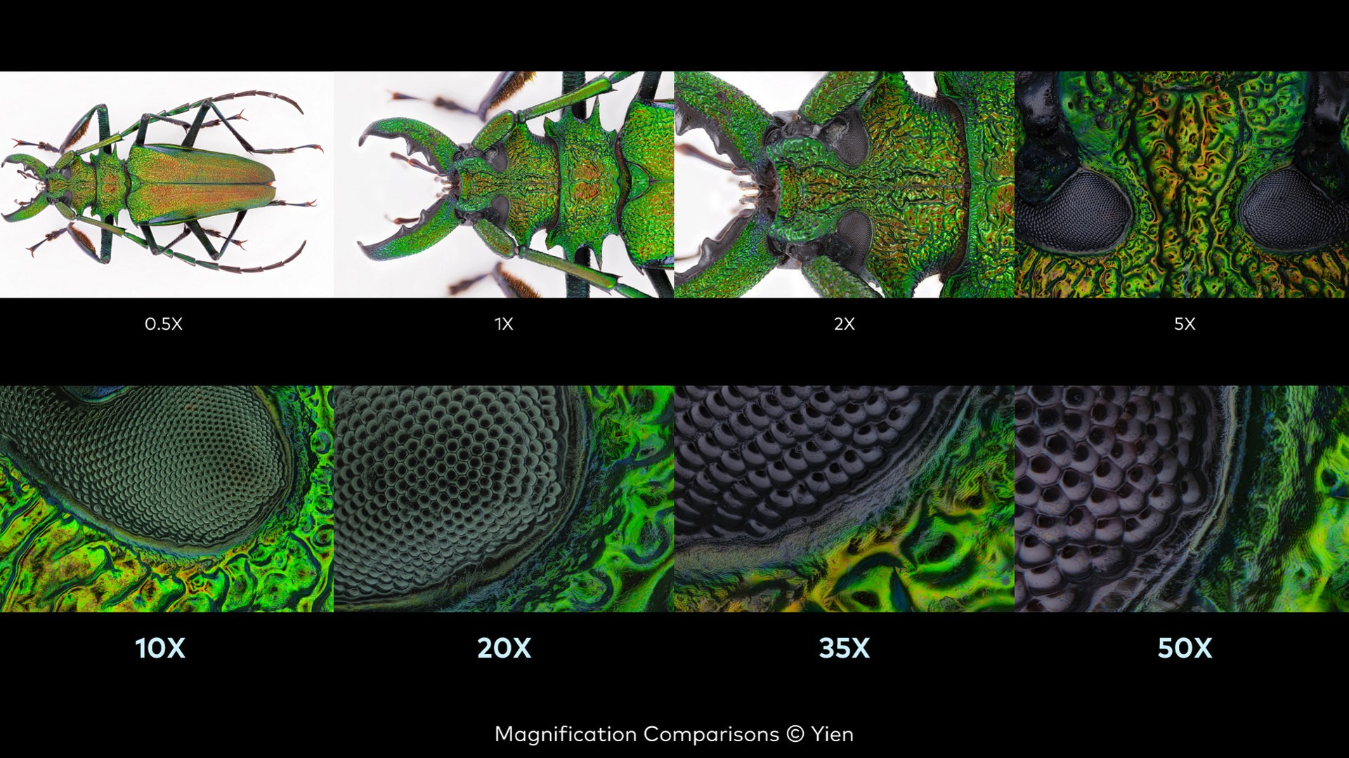 Набор макрообъективов LAOWA серии Aurogon. Фотограф — видеограф в Москве Дмитрий Менделеев