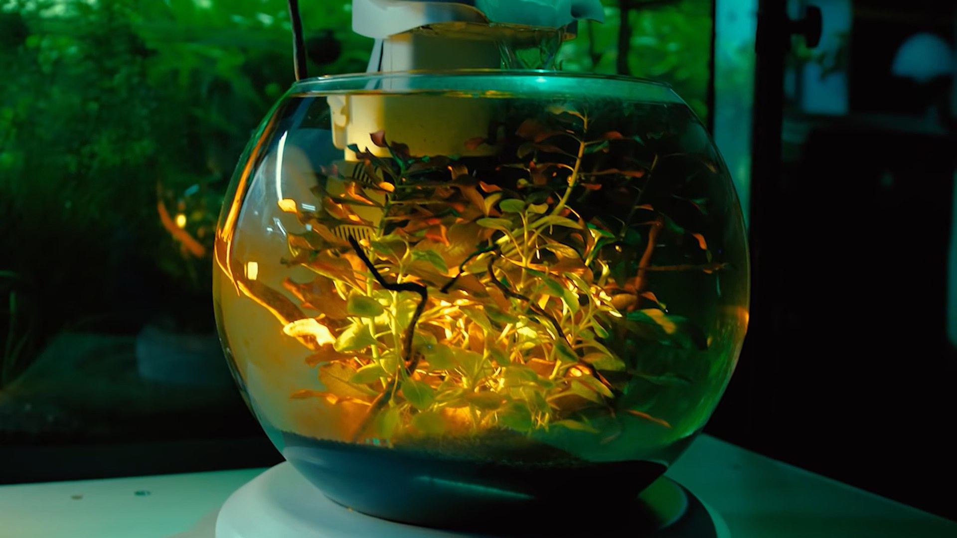 Круглый аквариум. Аквариумист Максим Ерёмин. Aqua Maxim