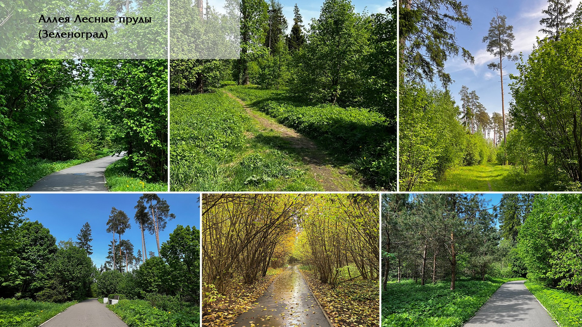 Свадебная фотосессия в Зеленограде: лучшие места для прогулки | Блог свадебного фотографа