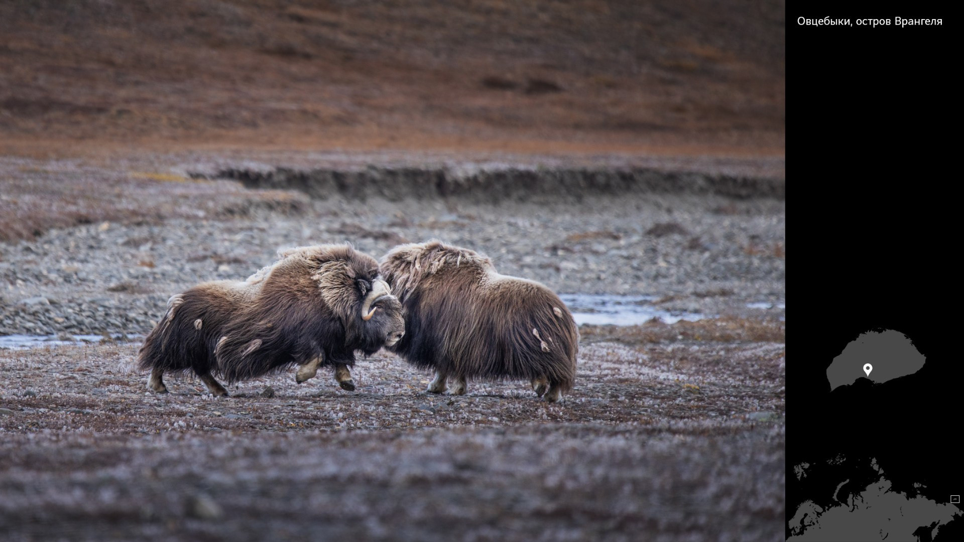 Проект «Архипелаги высоких широт». Петр Ушанов — фотограф