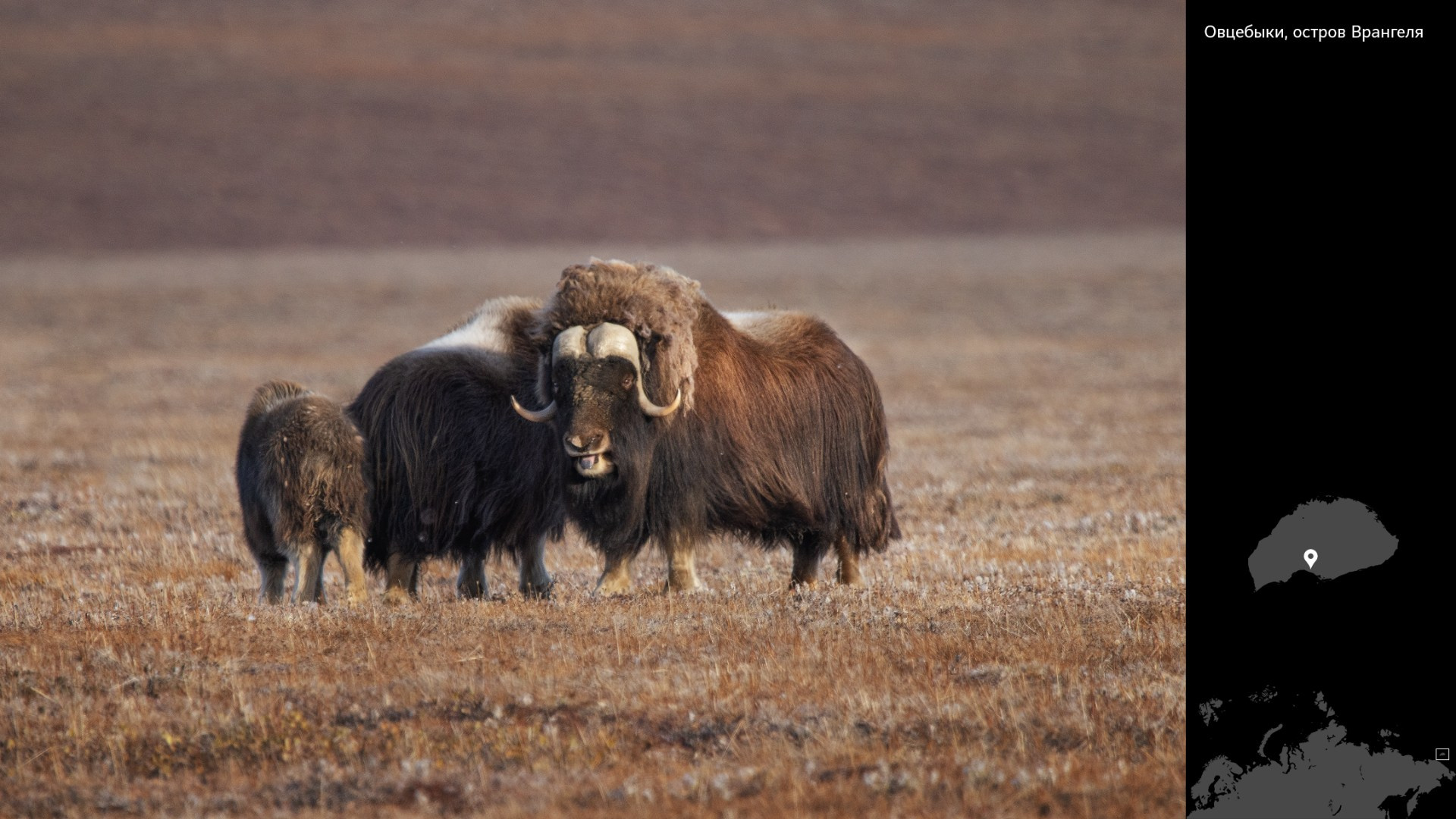 Проект «Архипелаги высоких широт». Петр Ушанов — фотограф