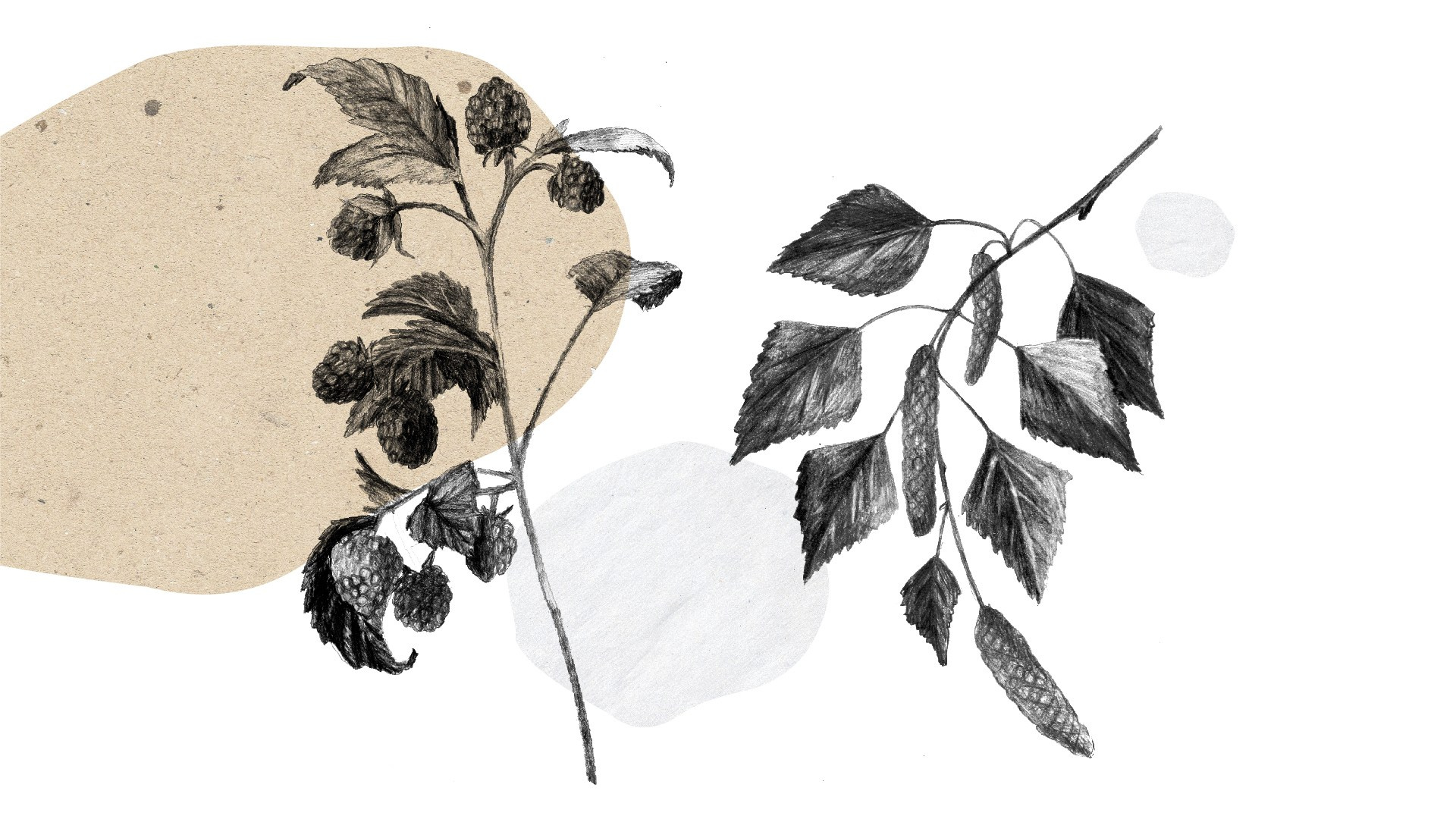 Серия этикеток “Таёжный вкус”