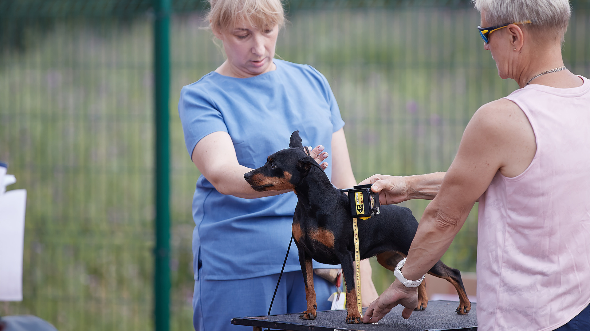 Племенные смотры. Кинологический клуб РКФ РФСС СЕНСАЦИЯ
