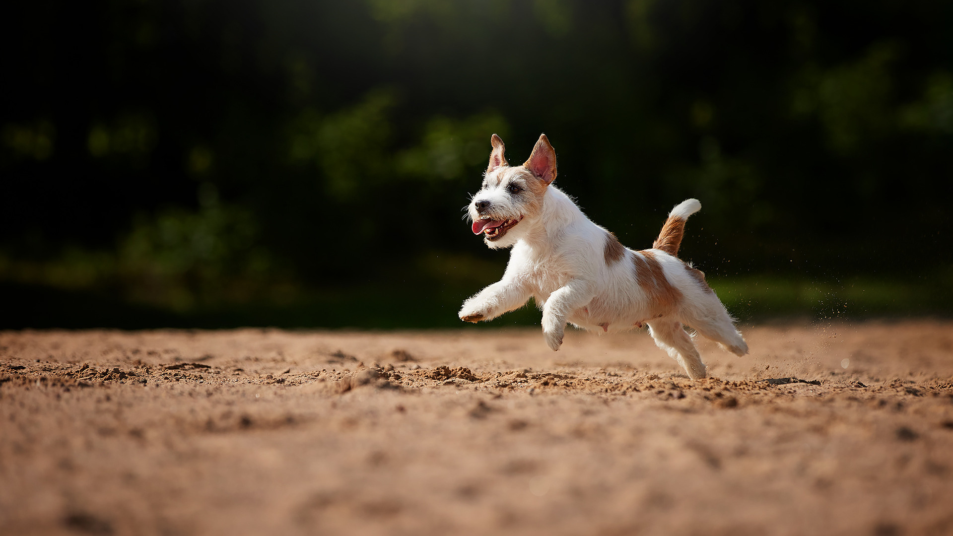 Тестирование поведения. Кинологический клуб РКФ РФСС СЕНСАЦИЯ