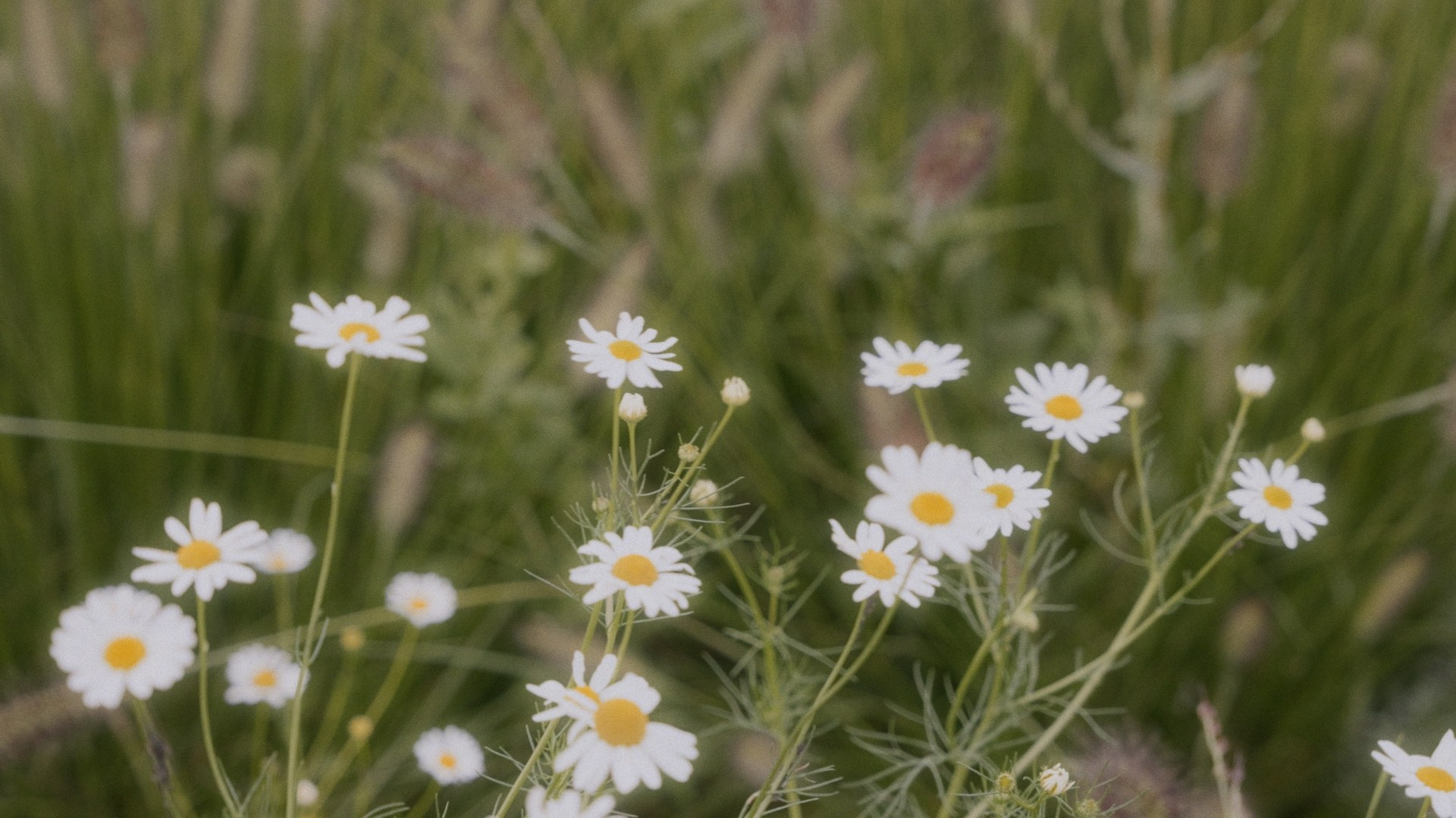 Услуги. ALENA SHEMBERG