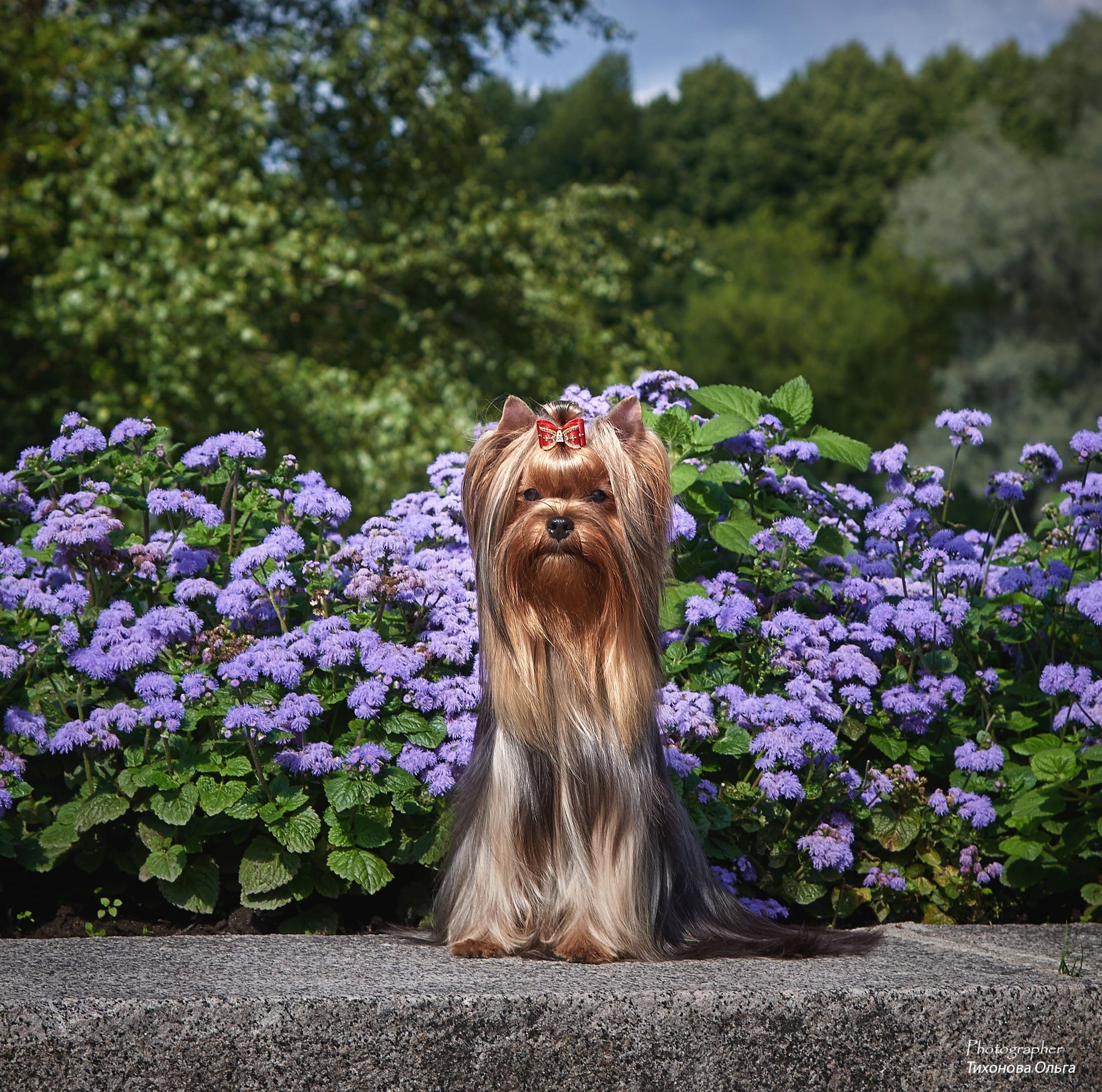 Дмитровский Талисман Щербетта. Питомник Йоркширских терьеров Дэнстайл в Санкт-Петербурге заводчик Тих