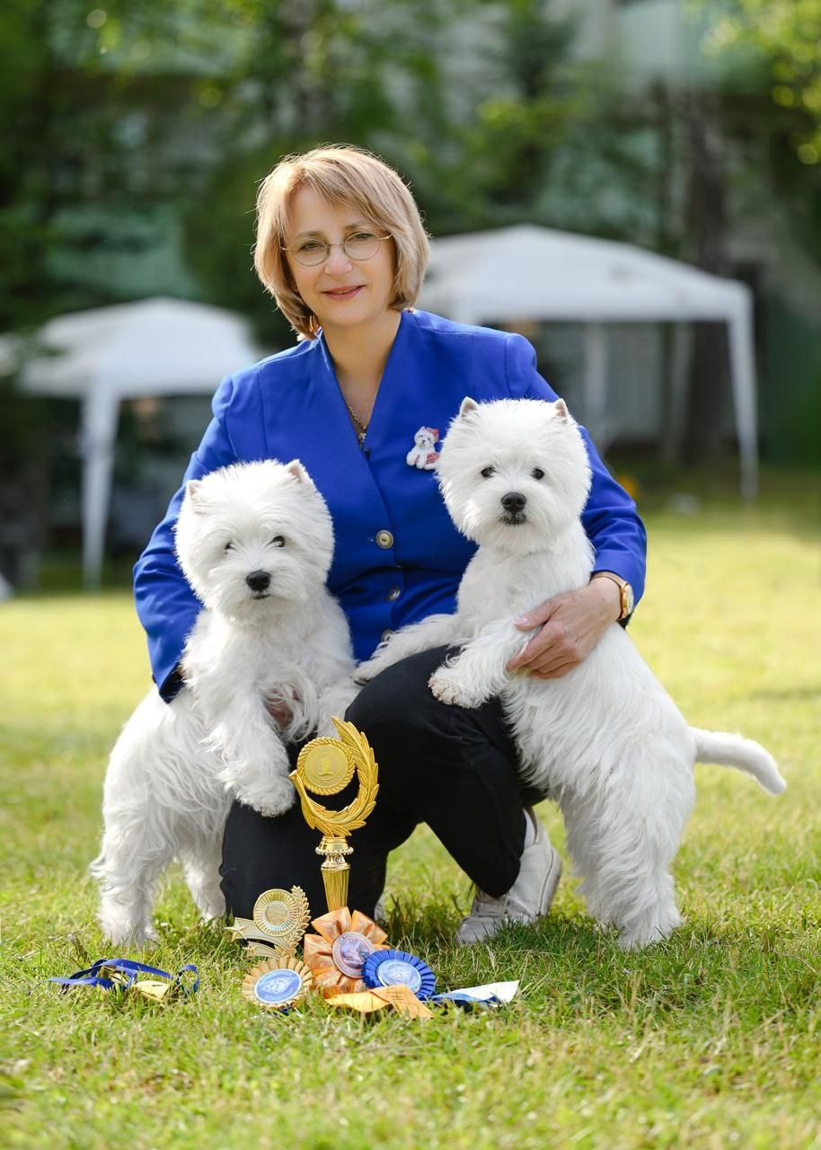 Смоленск — Рейтинговая выставка городов-героев с особым статусом. Питомник собак породы вест хайленд вайт терьер в Москве