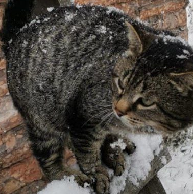 Жители «Анкор». Конные прогулки в клубе «Анкор» — Омск